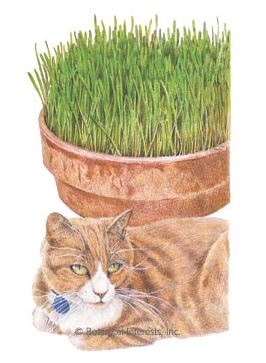 Grass Cat Grass Oats Seeds