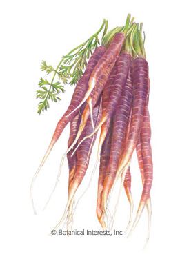 Carrot Cosmic Purple Seeds