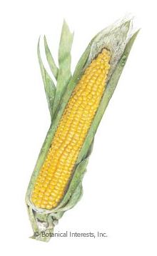 Buttergold Sweet Corn Seeds