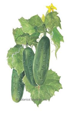 Cucumber Spacemaster Seeds