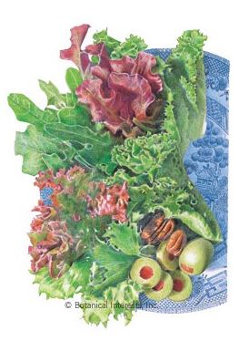 Lettuce Mesclun Farmer's Market Blend Seeds