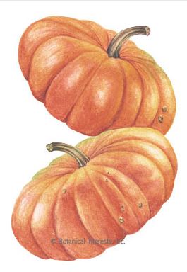 Pumpkin French Cinderella HEIRLOOM Seeds