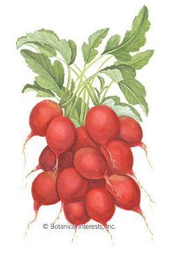 Radish Cherry Belle HEIRLOOM Seeds