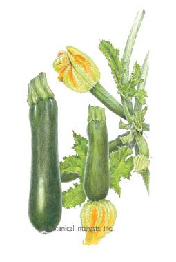 Squash Summer Black Beauty Zucchini HEIRLOOM Seeds