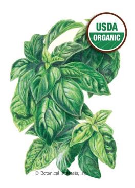 Basil Italian Genovese Organic HEIRLOOM Seeds