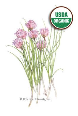 Chives Common Organic HEIRLOOM Seeds