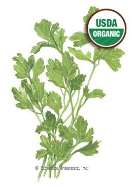 Parsley Italian Dark Green Flat Organic HEIRLOOM Seeds