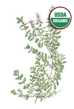 Thyme English Organic HEIRLOOM Seeds
