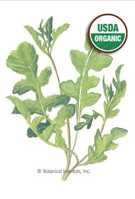 Arugula Rocket Salad Organic HEIRLOOM Seeds