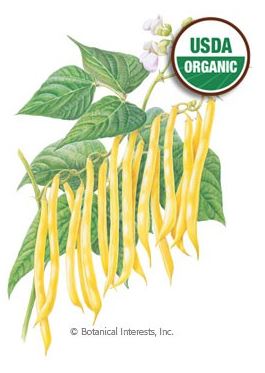 Bean Bush Gold Rush Organic Seeds