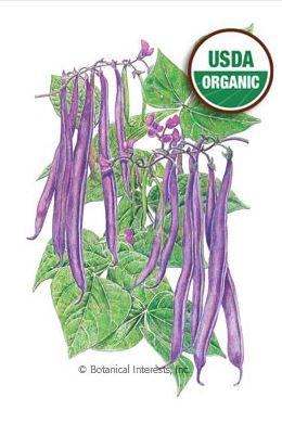 Bean Bush Royal Burgundy Organic Seeds