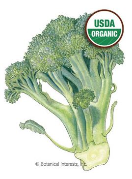 Broccoli Di Cicco Organic HEIRLOOM Seeds
