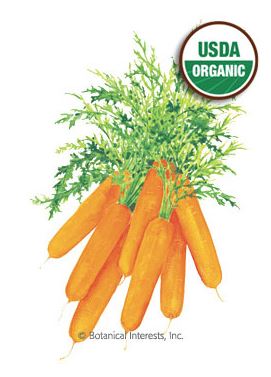 Carrot Baby Little Finger Organic HEIRLOOM Seeds