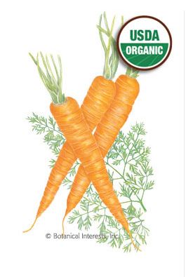 Carrot Danvers 126 Organic HEIRLOOM Seeds