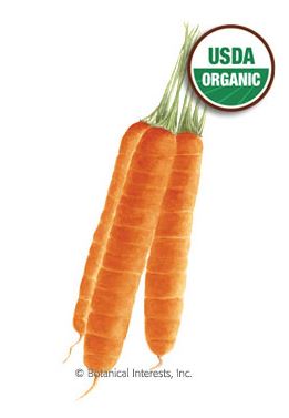 CARROT SCARLET NANTES ORG