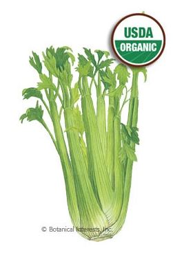 Celery Utah Organic HEIRLOOM Seeds