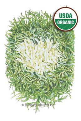 Endive Olesh Tres Fine Organic Seeds