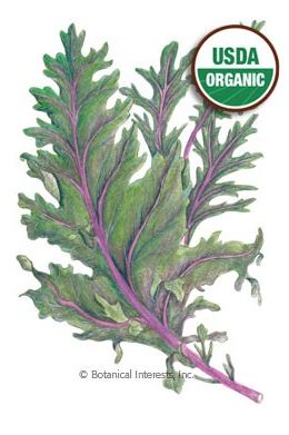 Kale Red Winter Organic HEIRLOOM Seeds