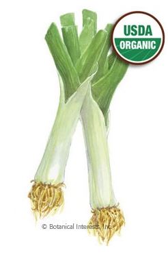 Leek King Richard Organic Seed