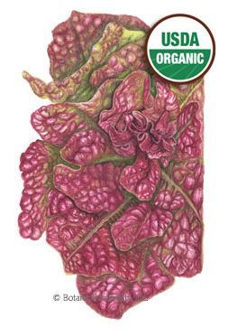 Lettuce Butterhead Marvel Organic