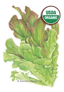 Lettuce Leaf Salad Bowl Blend Organic HEIRLOOM Seeds