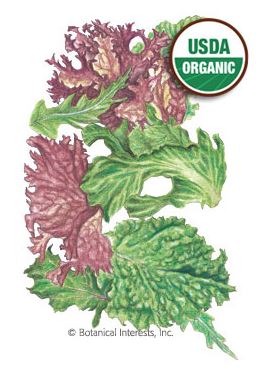 Lettuce Mesclun Chef's Medley Organic Seeds
