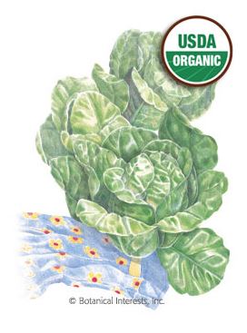 Lettuce Romaine Little Gem Organic HEIRLOOM Seeds