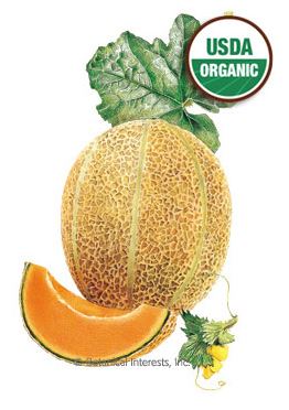 Melon Muskmelon/Cantaloupe Hale's Best Jumbo Organic HEIRLOOM Seeds