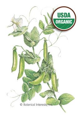 Pea Snap Sugar Snap Organic Seeds