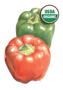 Pepper Sweet California Wonder Organic HEIRLOOM Seeds