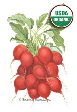 Radish Cherry Belle Organic HEIRLOOM Seeds