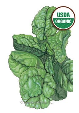 Spinach Bloomsdale Organic HEIRLOOM Seeds