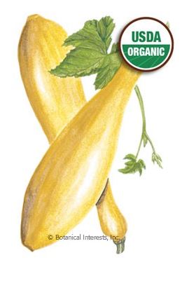 Squash Summer Early Prolific Straightneck Organic HEIRLOOM Seeds