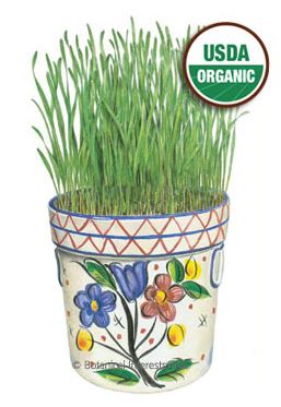 Wheatgrass Liquid Sunshine Organic HEIRLOOM Seeds