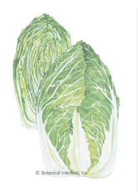 Cabbage Chinese One Kilo Slow Bolt Seeds