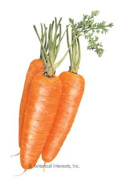 Carrot Red Cored Chantenay HEIRLOOM Seeds