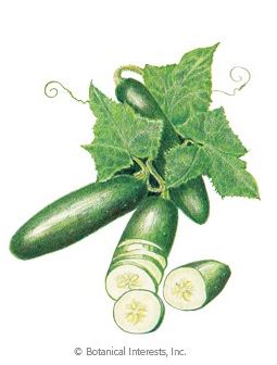 Cucumber Poinsett 76 Seeds