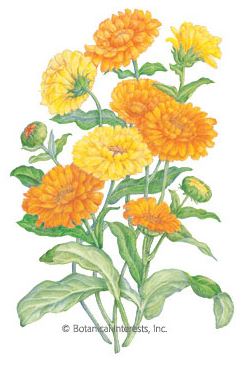 Calendula Pot Marigold Pacific Beauty Blend HEIRLOOM Seeds