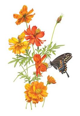 Cosmos Bright Lights Blend HEIRLOOM Seeds