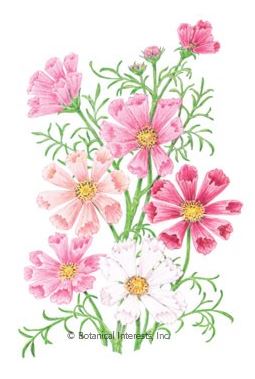 Cosmos Sea Shells Blend HEIRLOOM Seeds