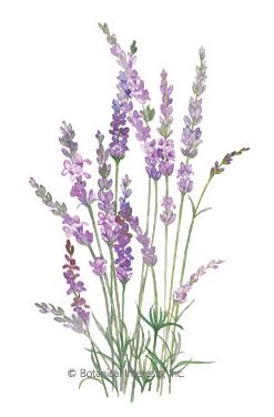 Lavender English Tall HEIRLOOM Seeds