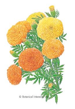 Marigold African Crackerjack HEIRLOOM Seeds