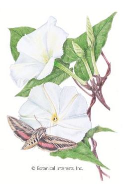 Moonflower HEIRLOOM Seeds