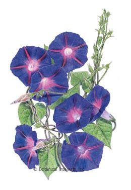 Morning Glory Grandpa Ott's HEIRLOOM Seeds