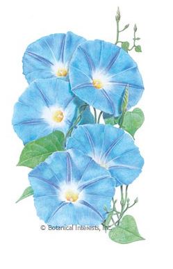 Morning Glory Heavenly Blue HEIRLOOM Seeds