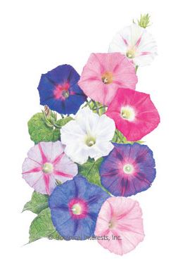 Morning Glory Sunrise Blend Seeds