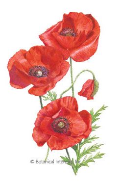 Poppy Flanders/Corn American Legion HEIRLOOM Seeds