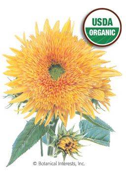 Sunflower Goldy Honey Bear Organic Seeds