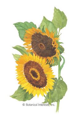 Sunflower Mammoth Grey Stripe HEIRLOOM Seeds