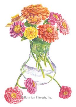 Zinnia Cut & Come Again HEIRLOOM Seeds